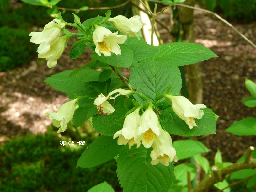 Weigela middendorffiana