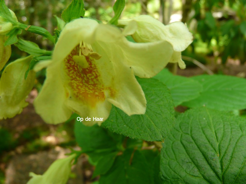 Weigela middendorffiana