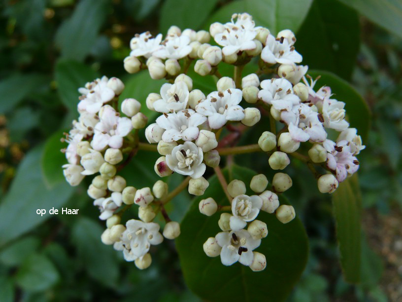 Viburnum tinus 'Eve Price'