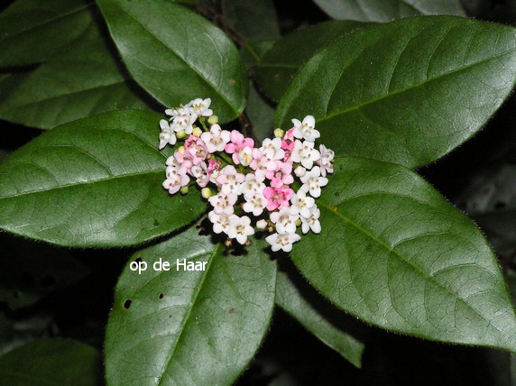 Viburnum tinus 'Eve Price'