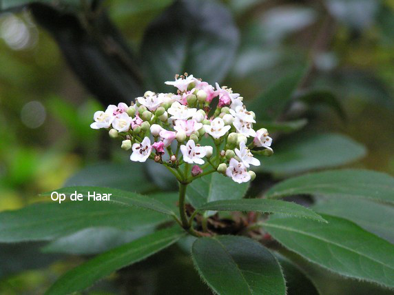 Viburnum tinus 'Eve Price'