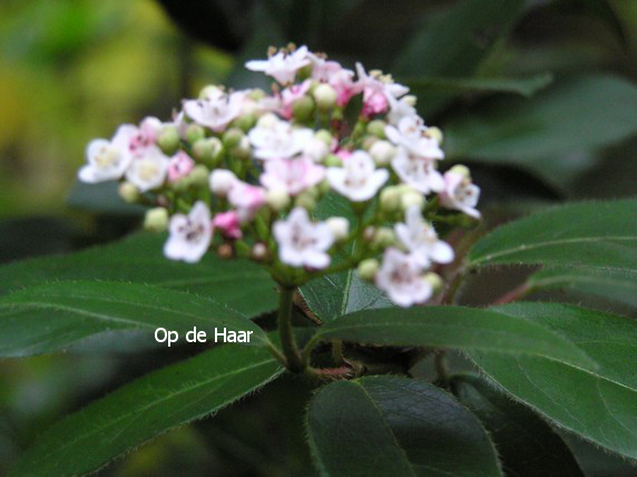 Viburnum tinus 'Eve Price'