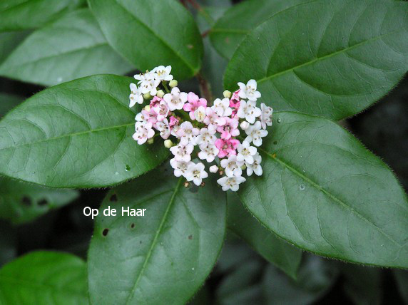 Viburnum tinus 'Eve Price'