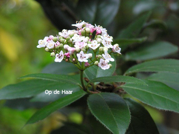 Viburnum tinus 'Eve Price'