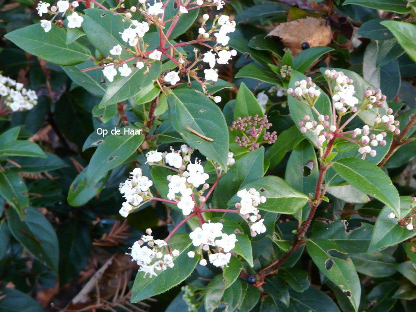 Viburnum tinus