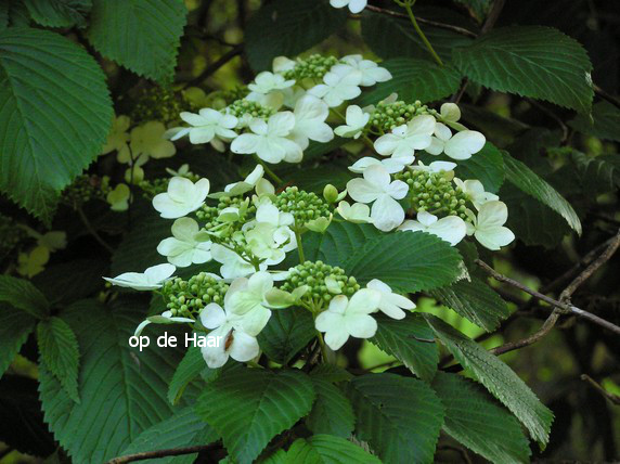 Viburnum plicatum