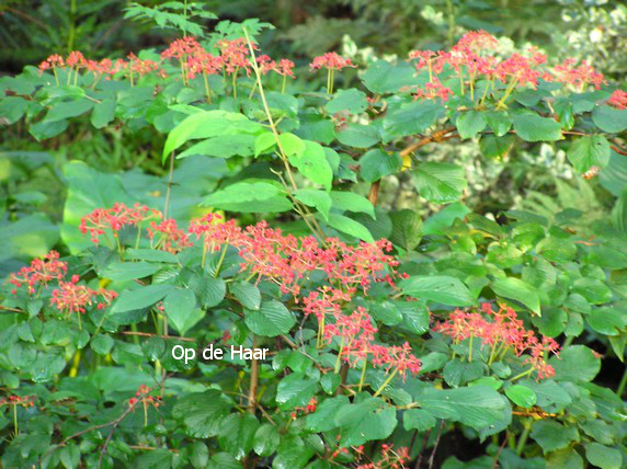 Viburnum plicatum 'Lanarth'