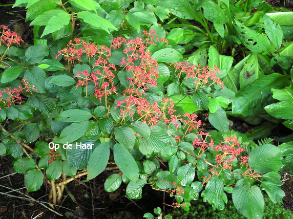 Viburnum plicatum 'Lanarth'