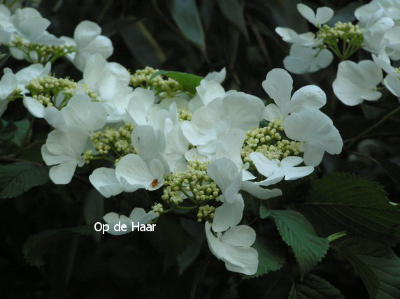 Viburnum plicatum