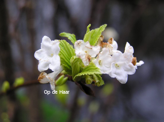 Viburnum farreri 'Candidissimum'