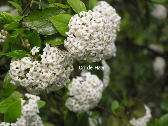 Viburnum 'Eskimo'