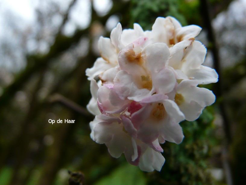 Viburnum bodnantense 'Deben'