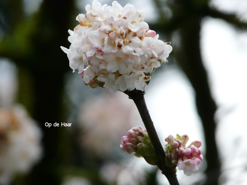 Viburnum bodnantense 'Deben'