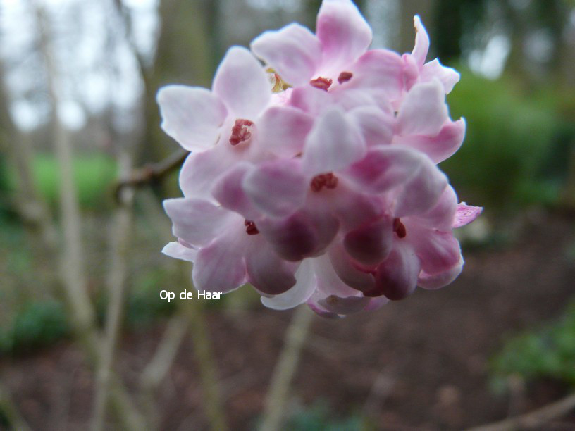 Viburnum bodnantense 'Dawn'