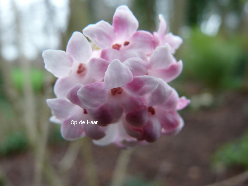 Viburnum bodnantense 'Dawn'