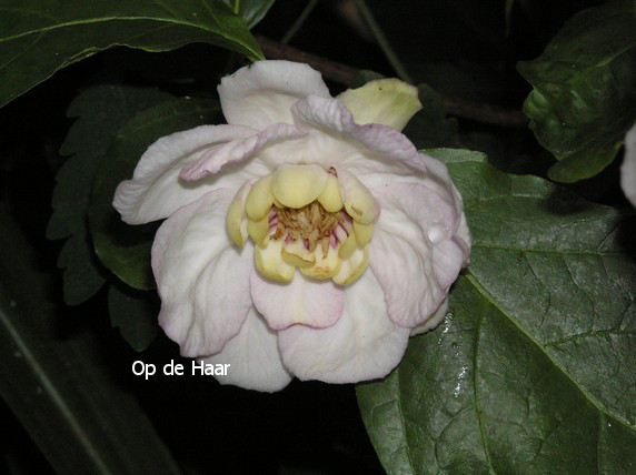 Calycanthus chinensis