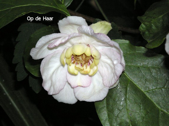 Calycanthus chinensis