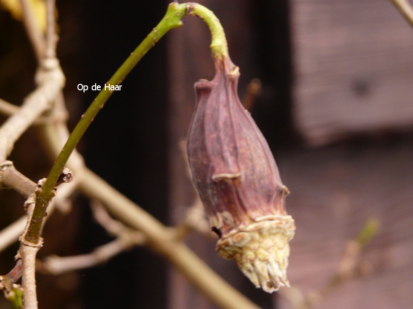 Calycanthus chinensis