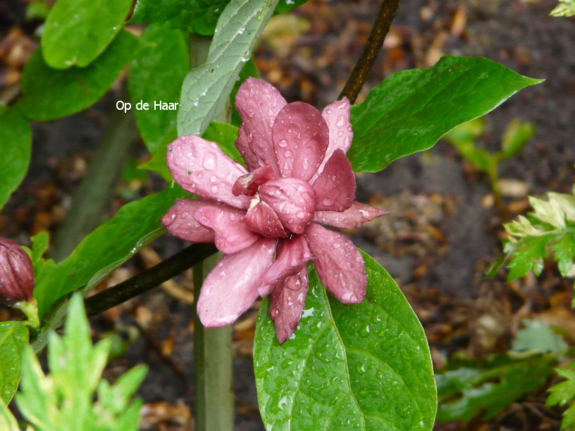 Calycanthus raulstonii 'Hartledge Wine'