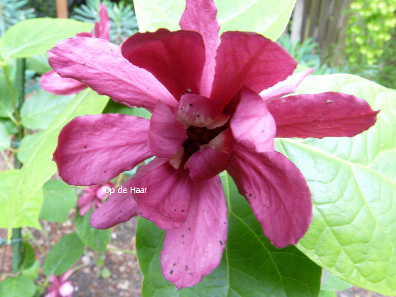 Calycanthus raulstonii 'Hartledge Wine'