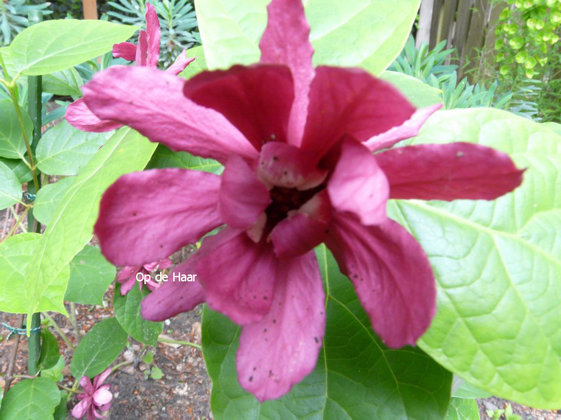 Calycanthus raulstonii 'Hartledge Wine'