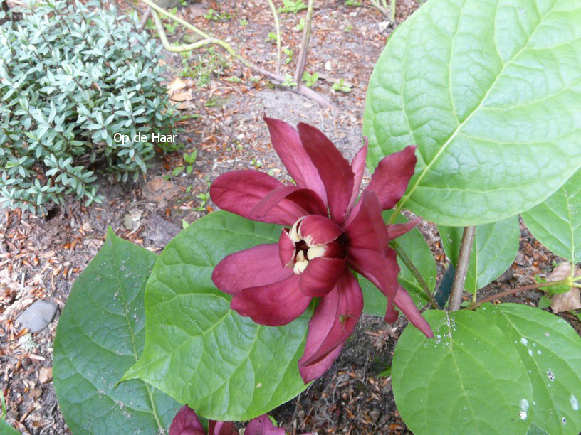 Calycanthus raulstonii 'Hartledge Wine'