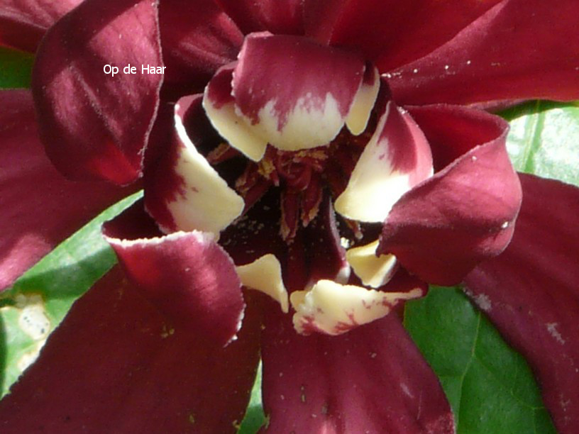 Calycanthus raulstonii 'Hartledge Wine'