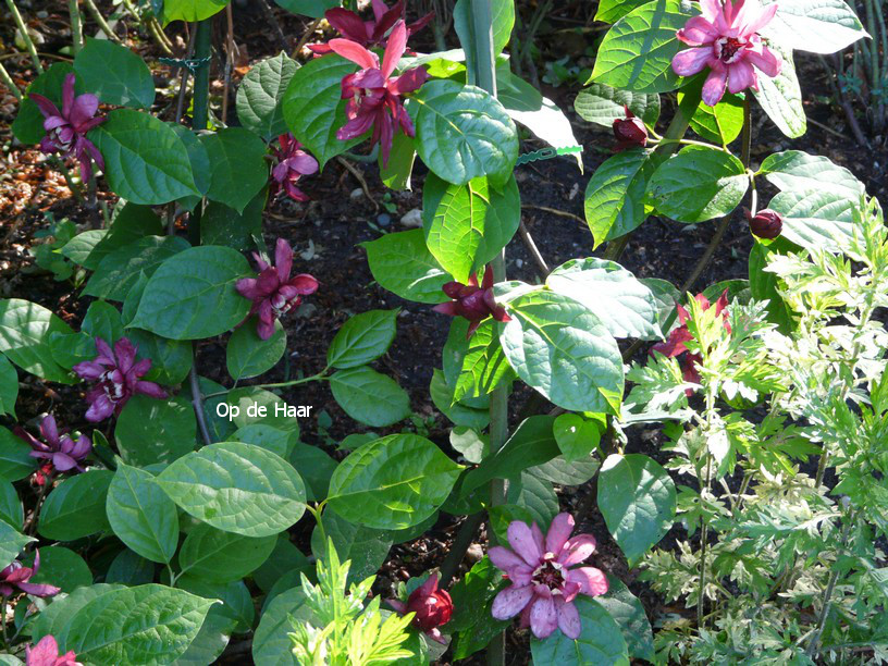 Calycanthus raulstonii 'Hartledge Wine'