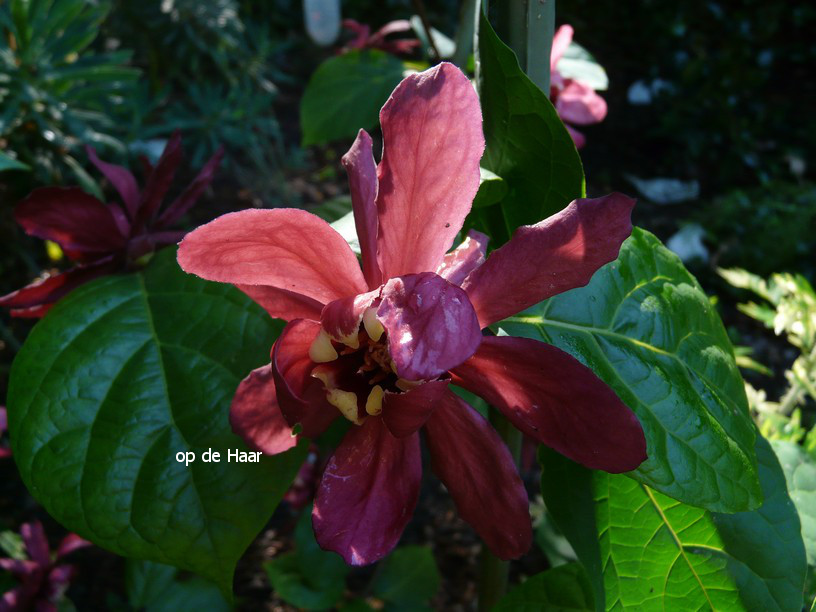 Calycanthus raulstonii 'Hartledge Wine'