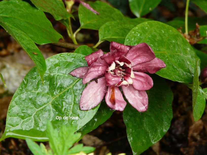 Calycanthus raulstonii 'Hartledge Wine'