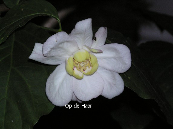 Calycanthus chinensis