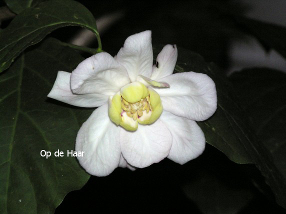 Calycanthus chinensis