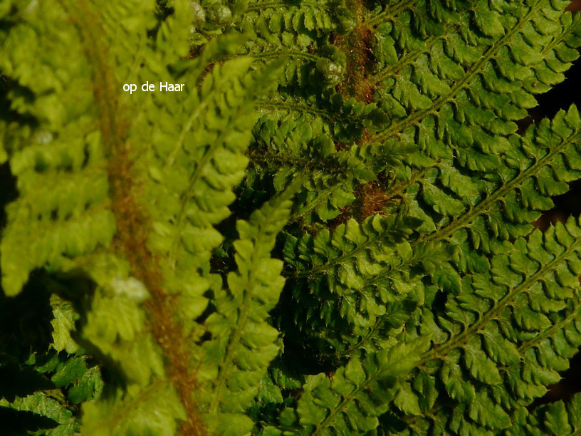 Polystichum setiferum 'Congestum'