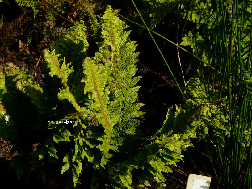 Polystichum setiferum 'Congestum'