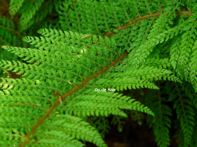 Polystichum setiferum 'Congestum'