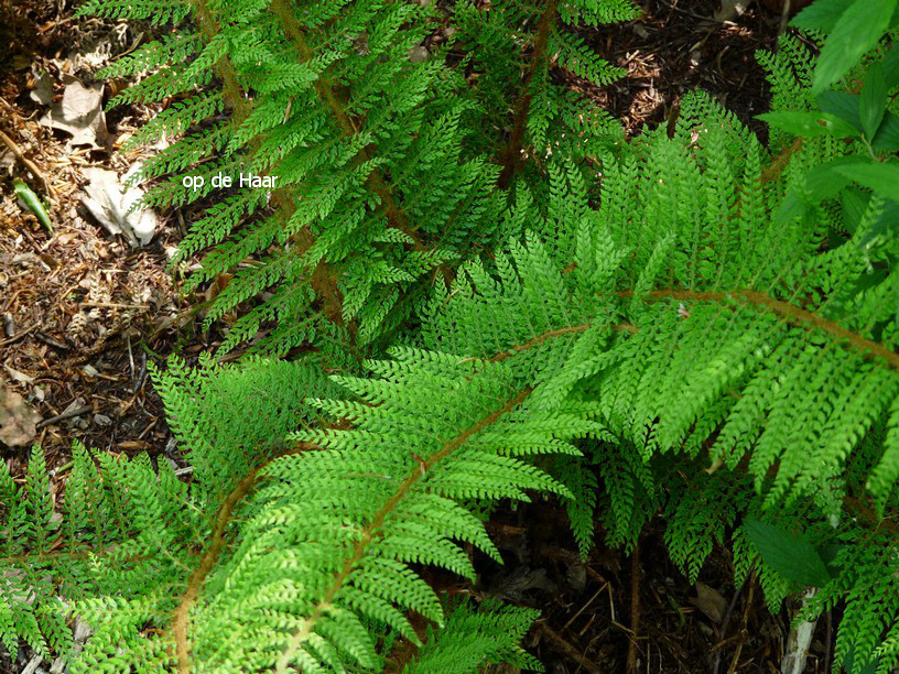 Polystichum setiferum 'Congestum'