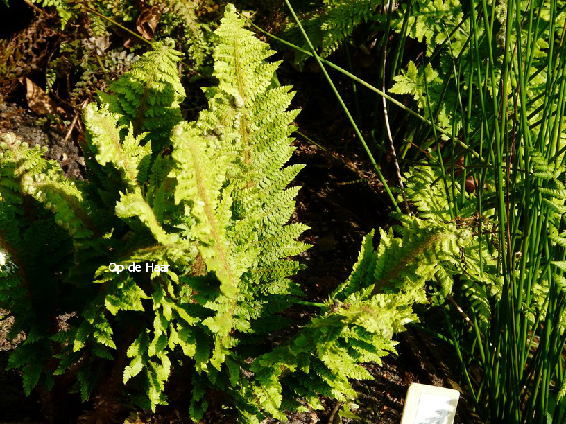 Polystichum setiferum 'Congestum'