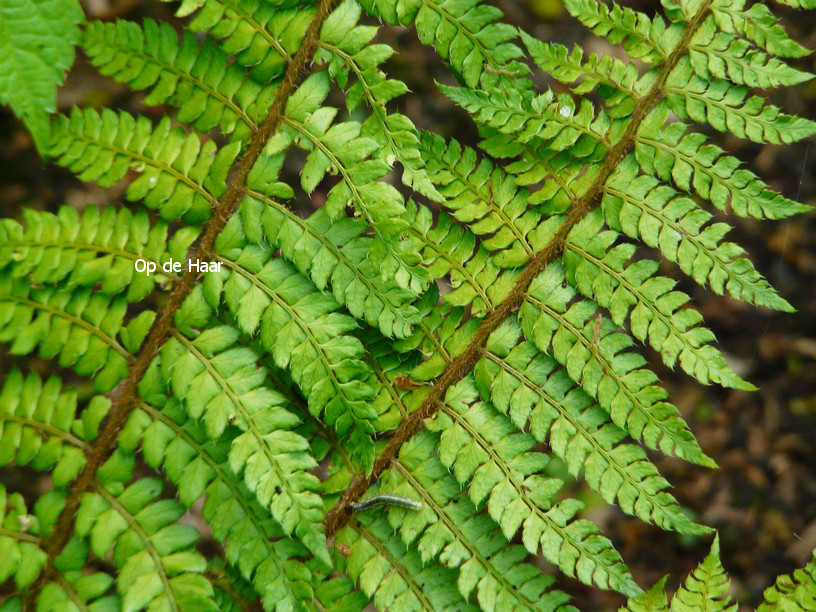 Polystichum makinoi