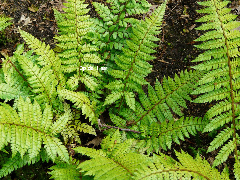 Polystichum makinoi