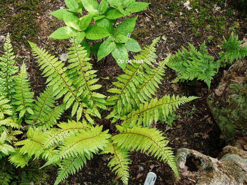 Polystichum makinoi