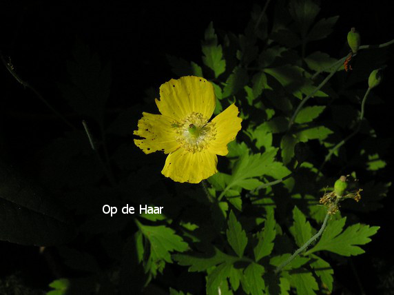 Meconopsis cambrica