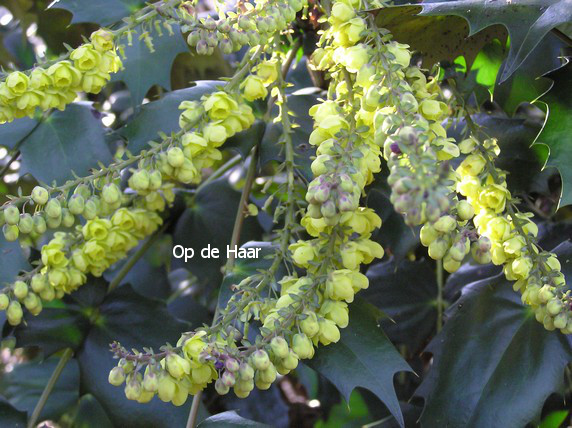 Mahonia japonica 'Hivernant'