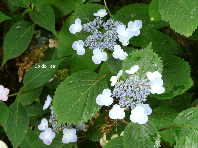 Hydrangea serrata 'Veerle'