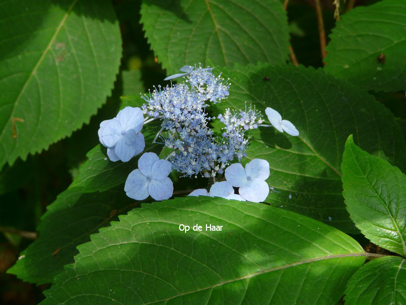 Hydrangea serrata 'Veerle'