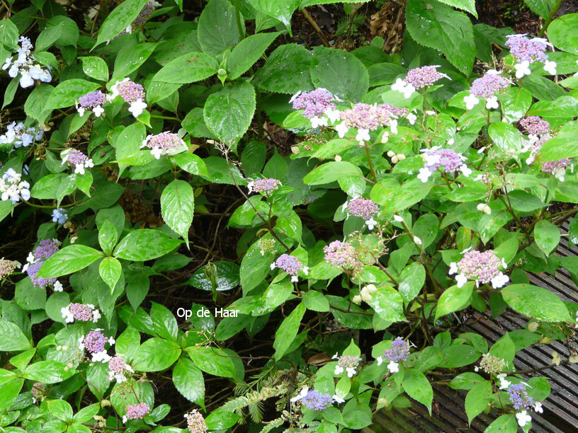 Hydrangea serrata oamacha