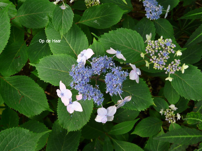 Hydrangea serrata 'Maiko'