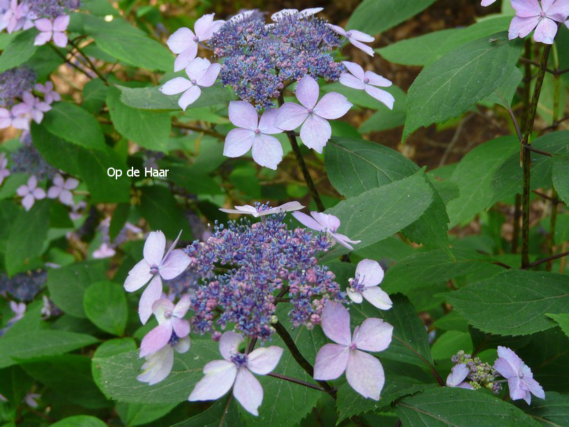 Hydrangea serrata 'Kuro hime'