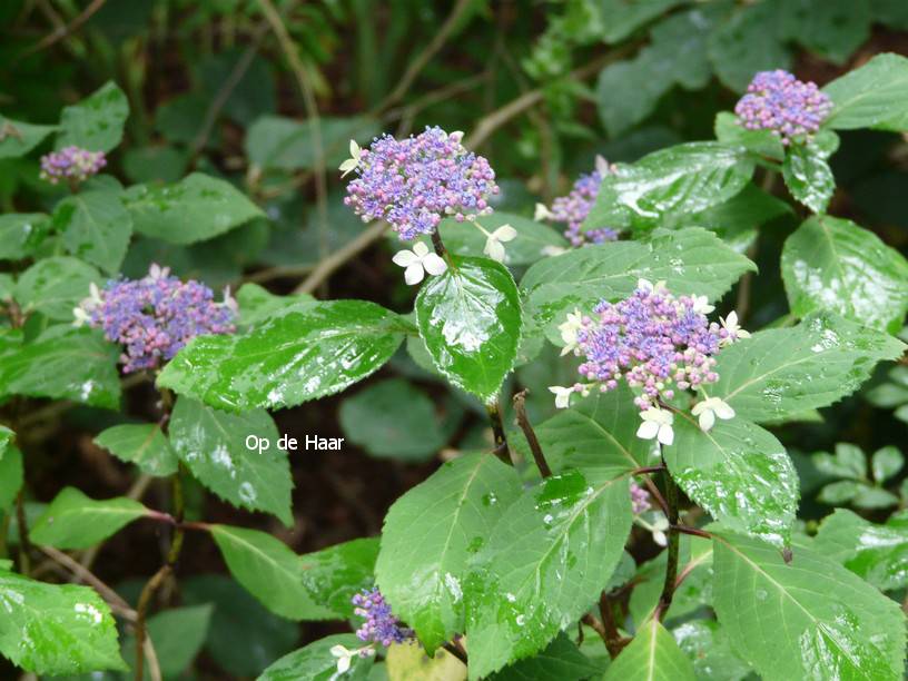 Hydrangea serrata 'Kuro hime'