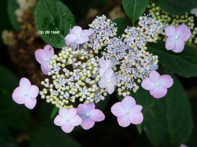 Hydrangea serrata 'Autumn Fire'