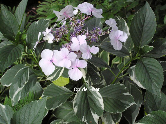 Hydrangea macrophylla 'Tricolor'